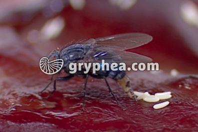 La reproduction d’un insecte - la Mouche - extrait - gryphea.com